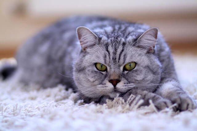 Vitamin B12 Deficiency in Cats: The Role of the Gut