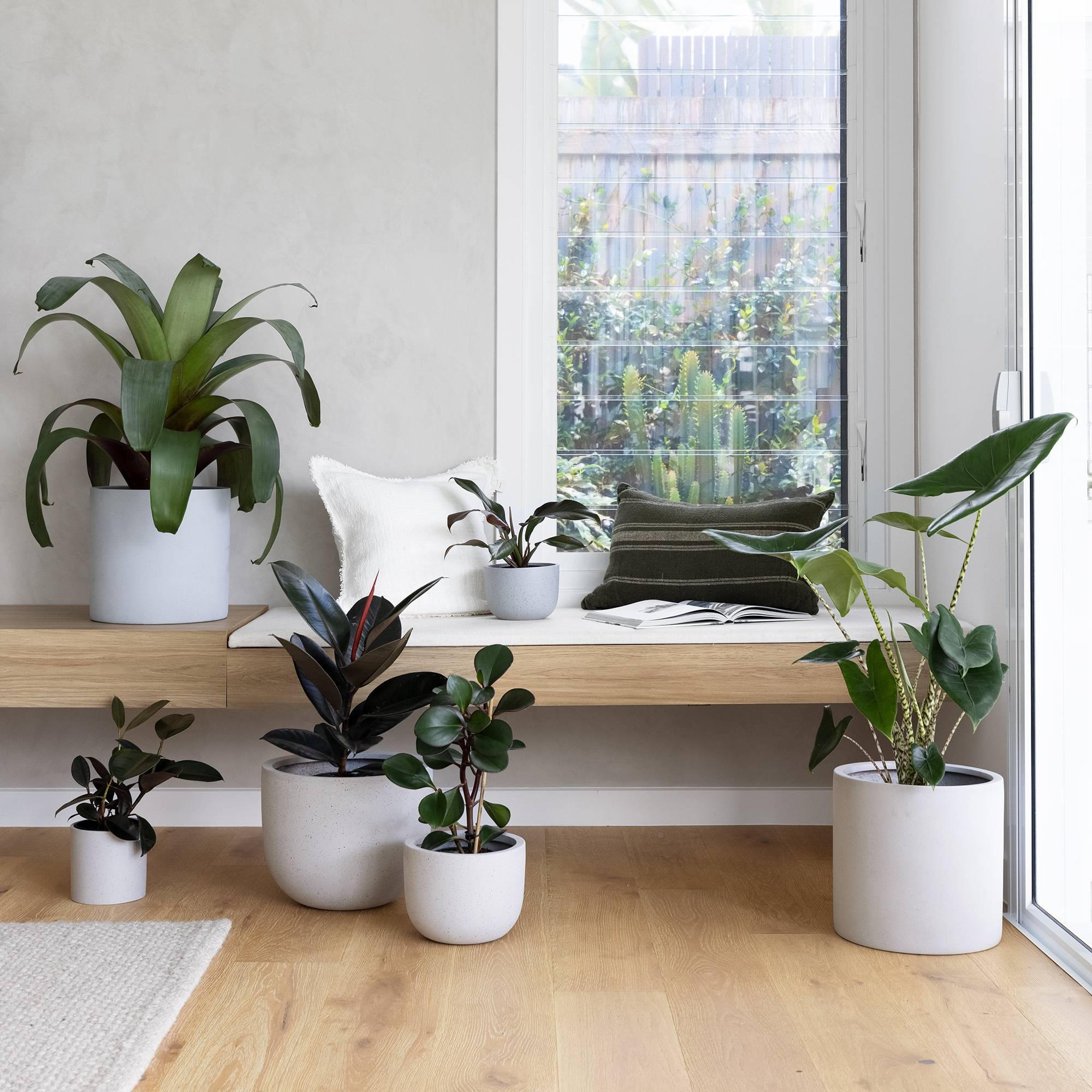 A large group of different sized indoor plants with a timber bench seat and magazine