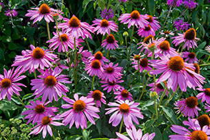 Patch of Purple Coneflowers