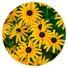 Photo of 'Treasure Trove' Black-eyed Susan