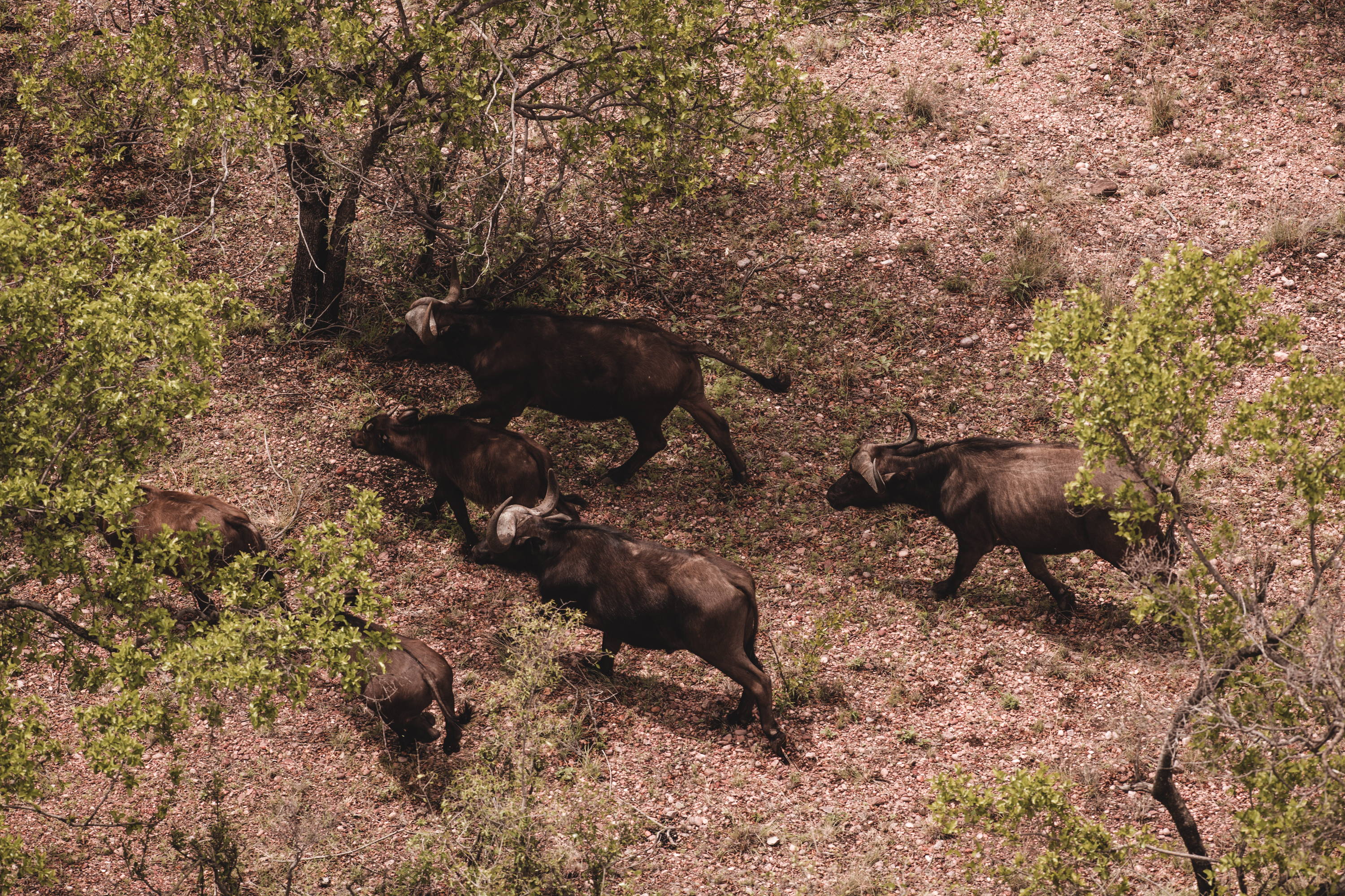 Buffeljakt l i Sydafrika