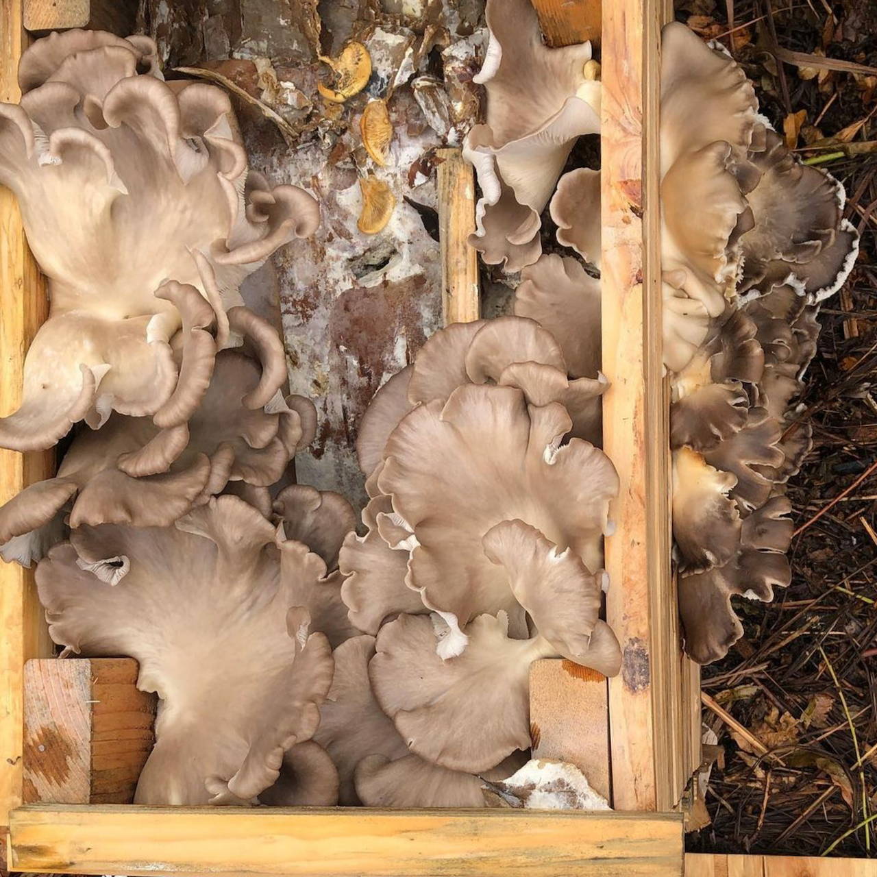Huge flush of Italian oyster mushrooms