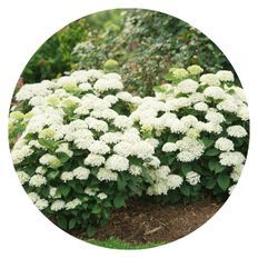 Invincibelle Wee White 2.0 Smooth Hydrangea planted in an outdoor garden