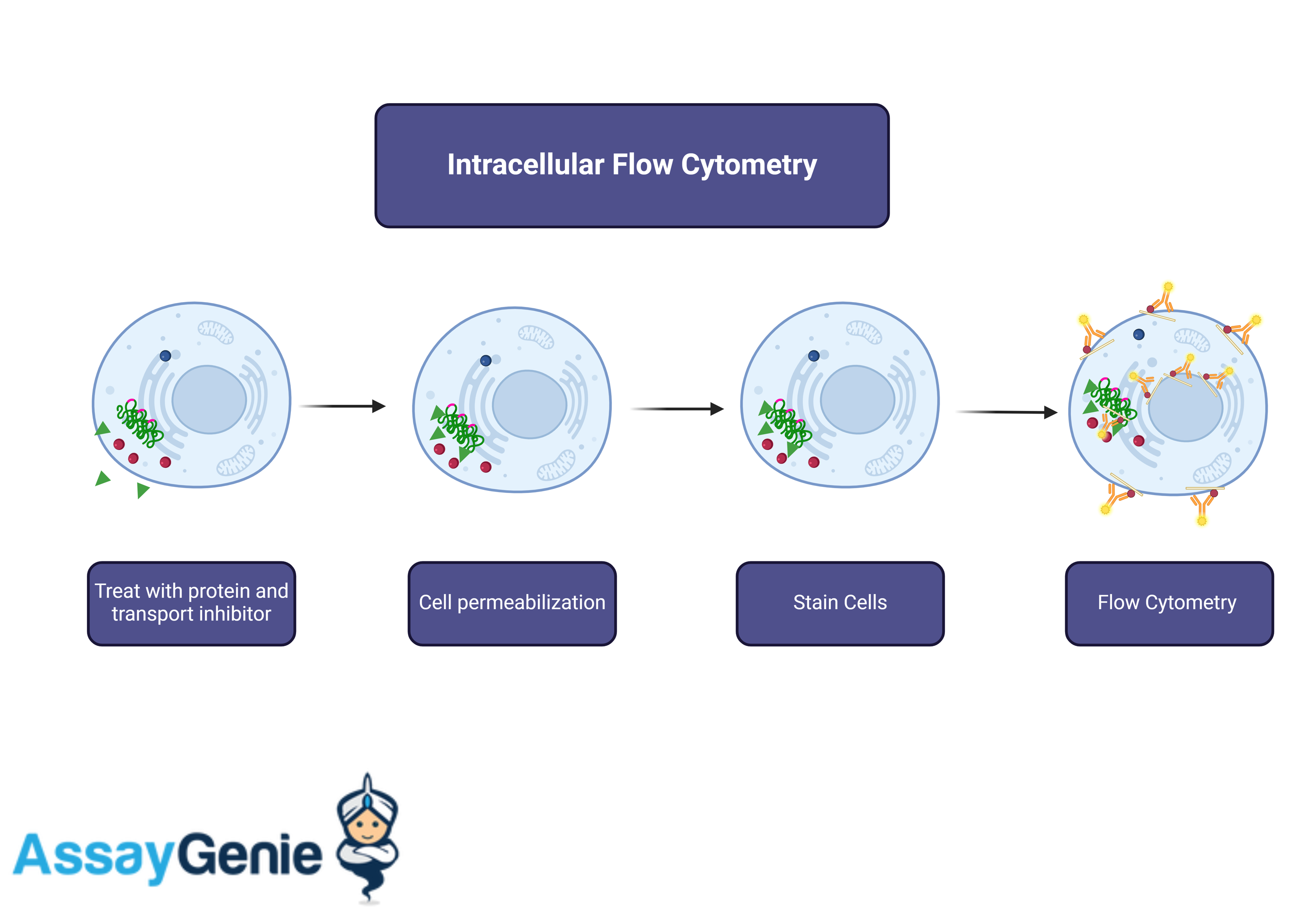 Intracellular flow cytometry