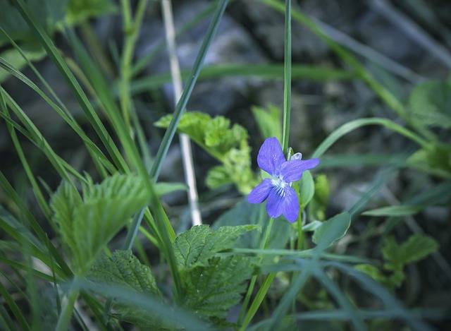 Common dog violet