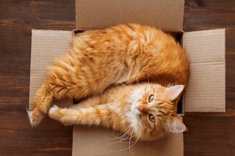 On Halloween keep pets safe in a cozy room. Cats love to hide in boxes. 