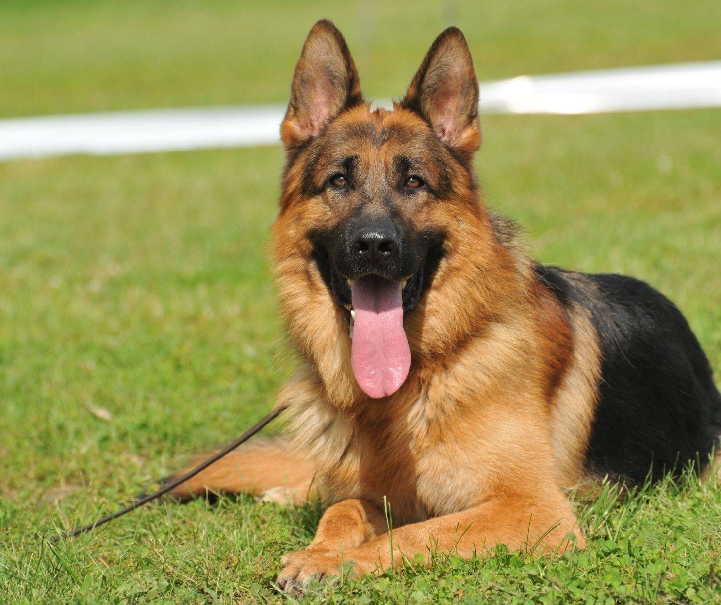 German Shepherd top 3 dog breed in the US