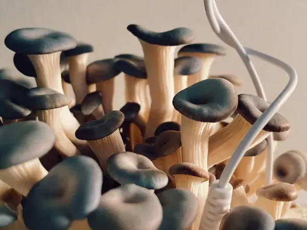 Oyster mushrooms wired to a synthesizer 