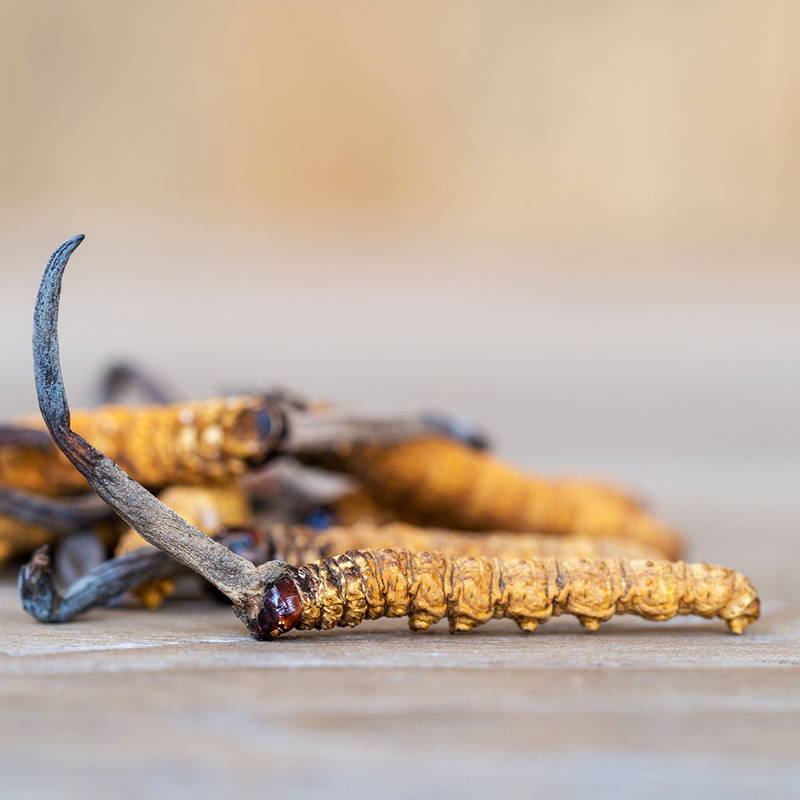Cordyceps mushroom