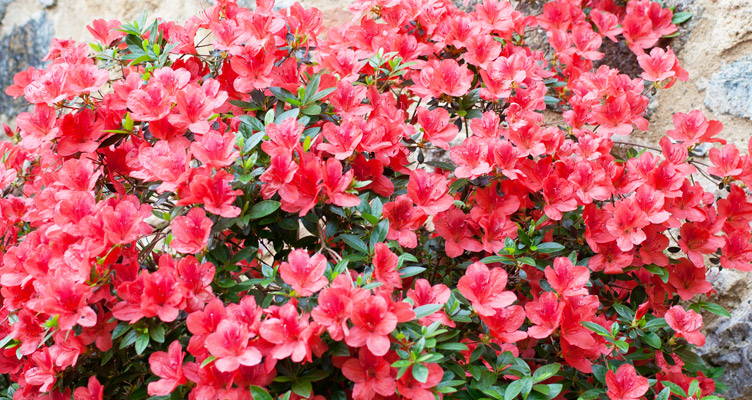 Exuberant Azaleas