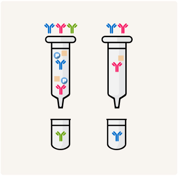 Sequential affinity chromatography diagram for phosphospecific antibody purification
