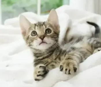 A kitten lying on a bed