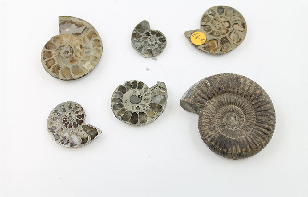 A collection of fossilized ammonite shells in various sizes.