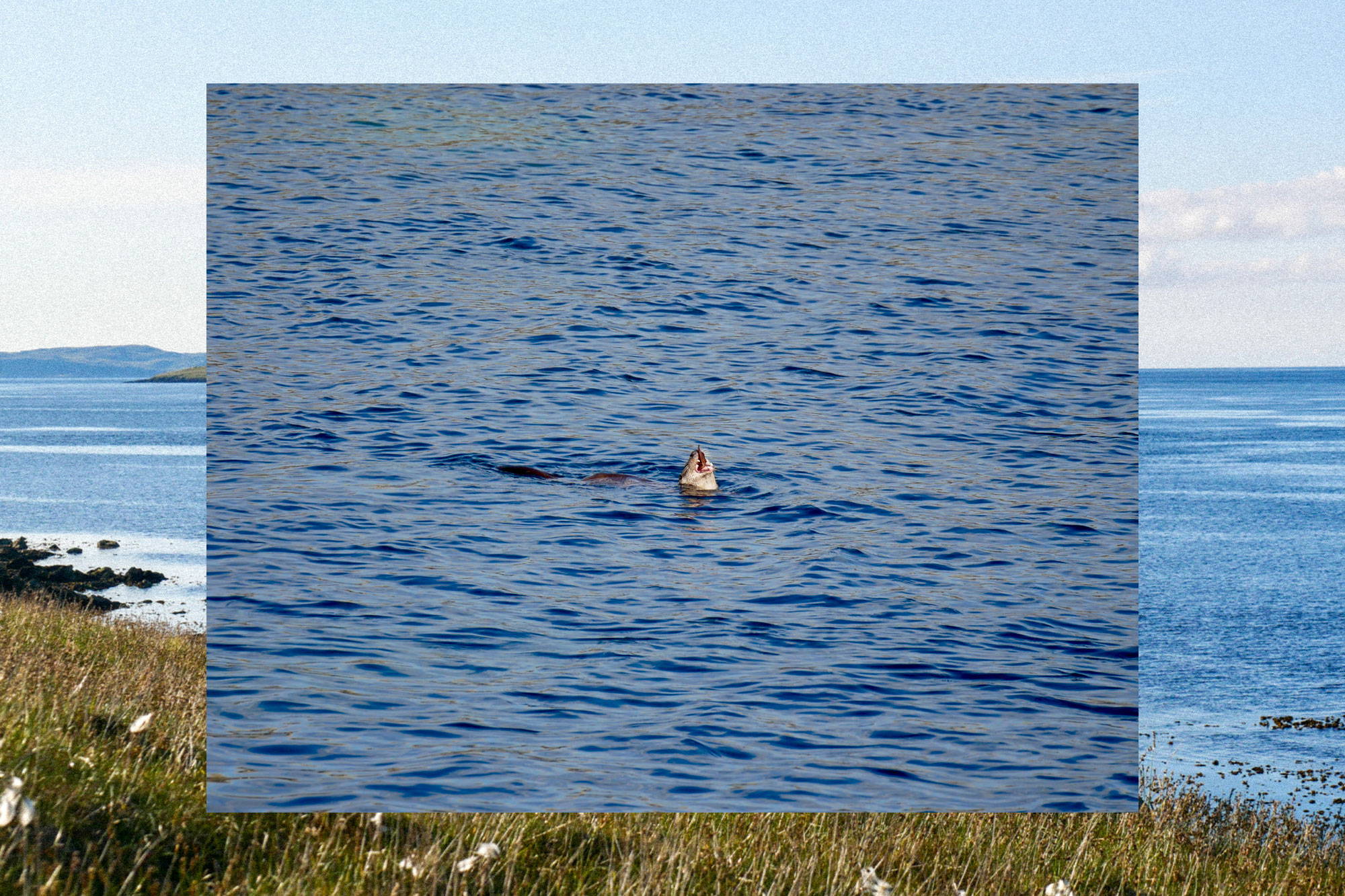 A seal in the sun