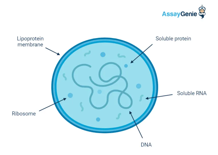 Mycoplasma schematic