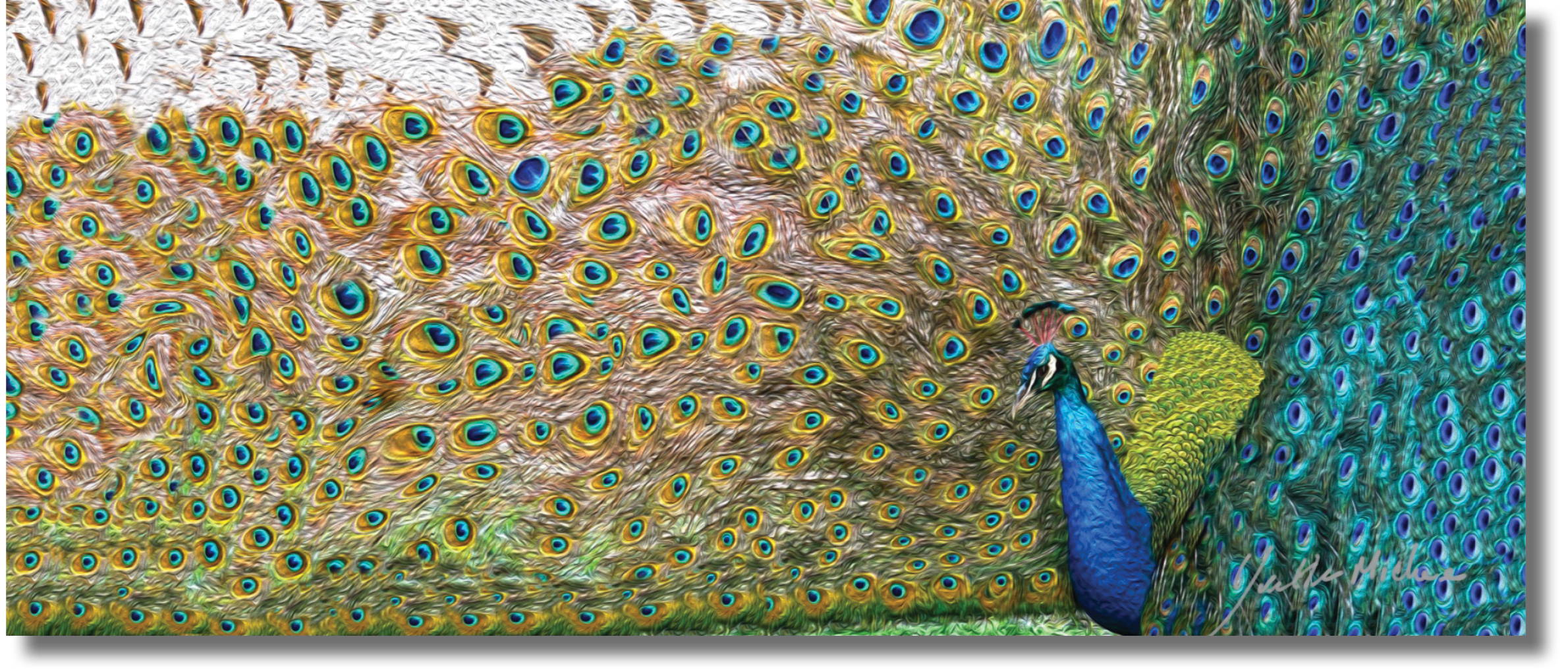 An Extra large impressionist fine art digital painting of a peacock
