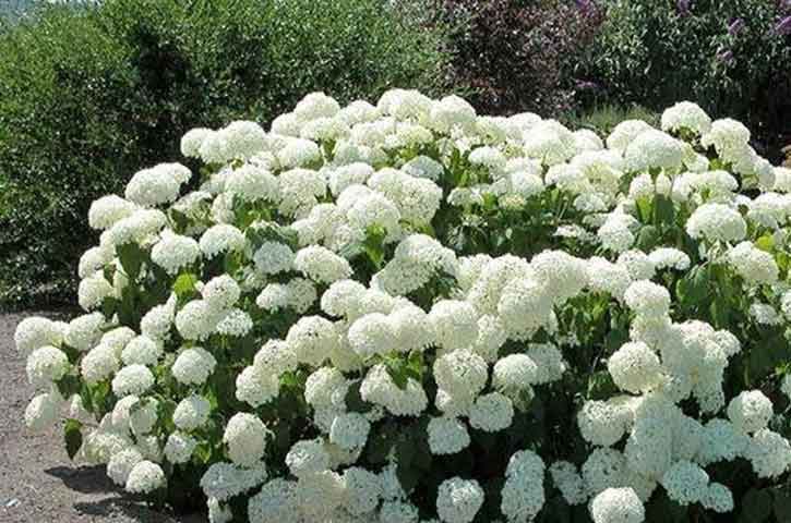 hydrangea-types