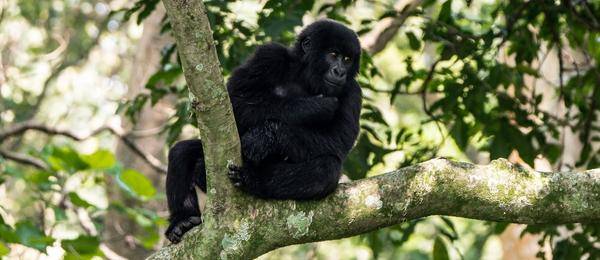 Mountain Gorilla Virunga National Park