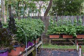 EarthBox Vegetable Gardening