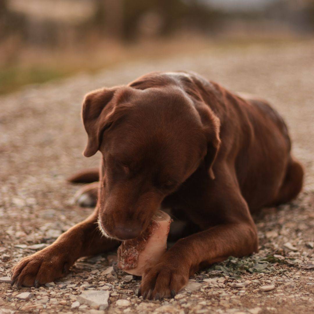 Brown labrador chewing a raw marrow bone on the brown gravel outside.