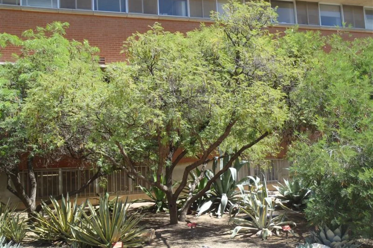 Desert Fern tree (Lysiloma watsonii) providing filtered shade in a drought-tolerant Arizona landscape with agaves and desert plants.