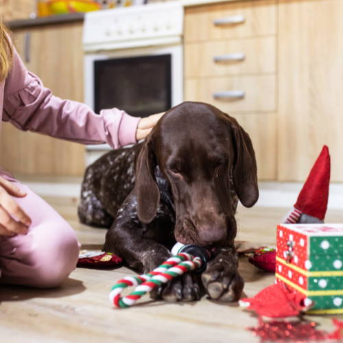 A puppy chewing a rope toy on the floor