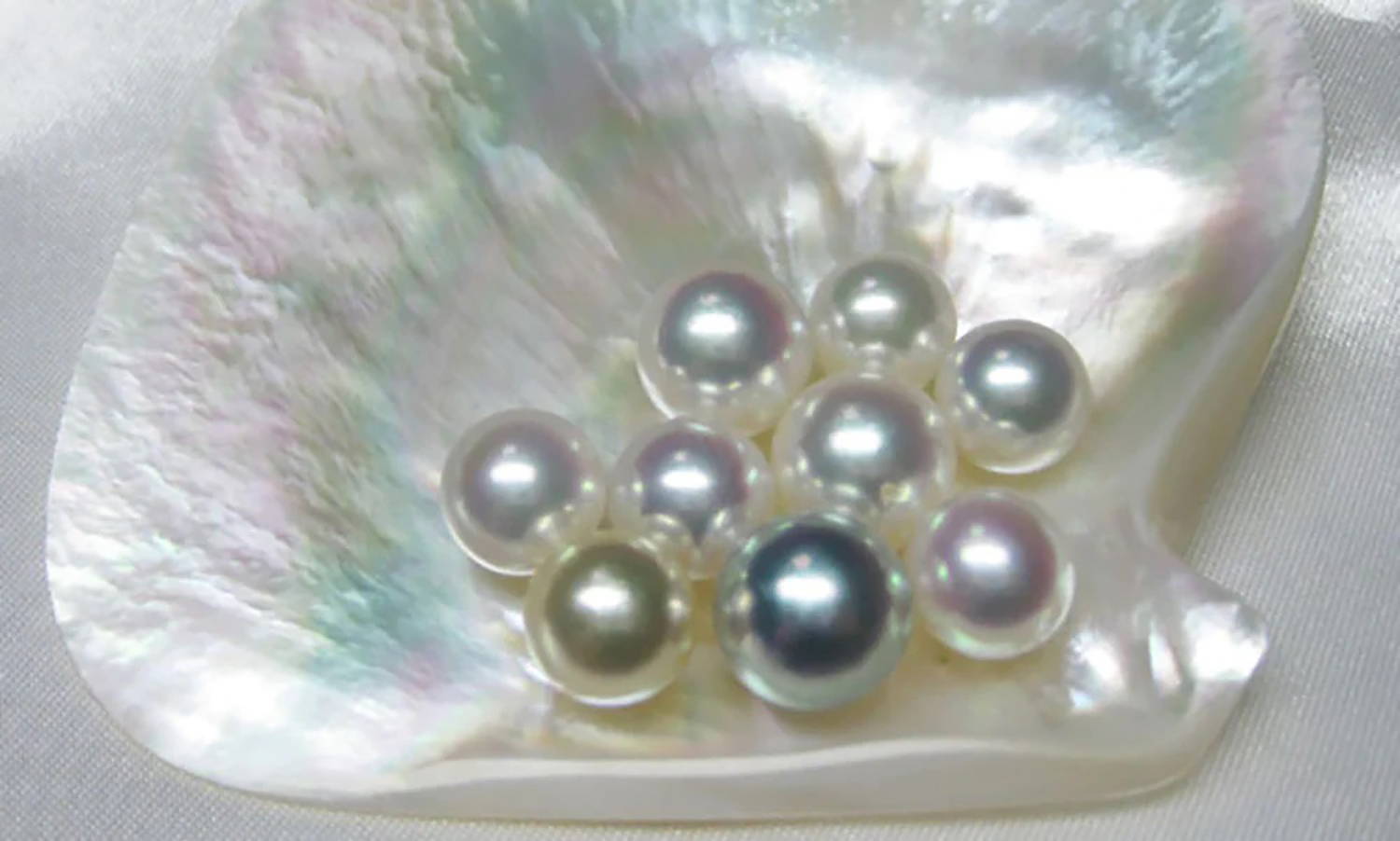 White South Sea Pearls in Oyster Shell