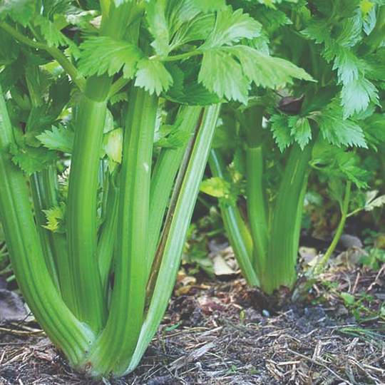 celery plants growing in the ground