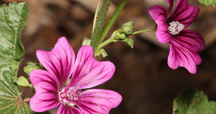 Malva: Lang bloeiende plant