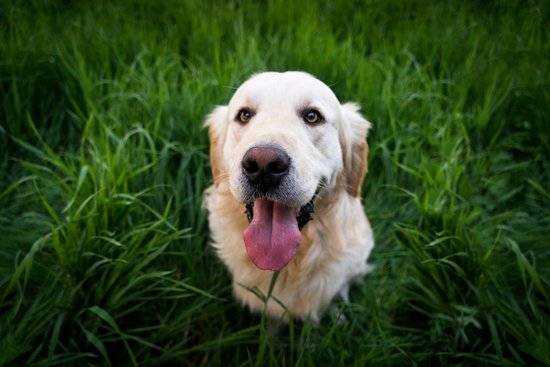 a golden retriever sitting in tall green grass 