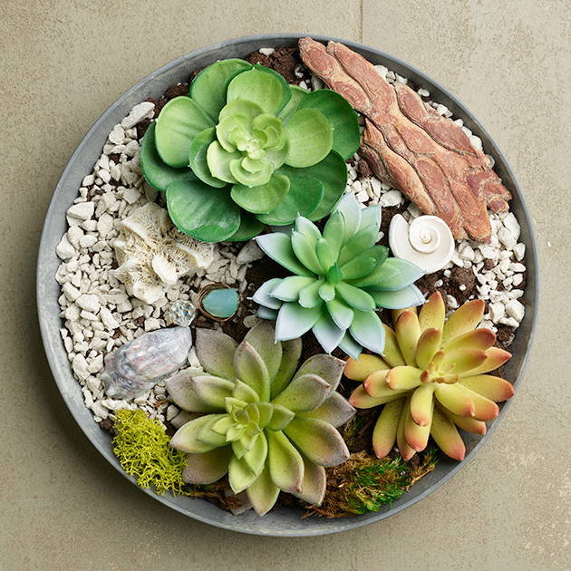 Miniature succulent garden in a gray Napa Tray planter