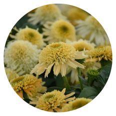 Photo of Double Coded® 'Butter Pecan' Coneflower (Echinacea hybrid)