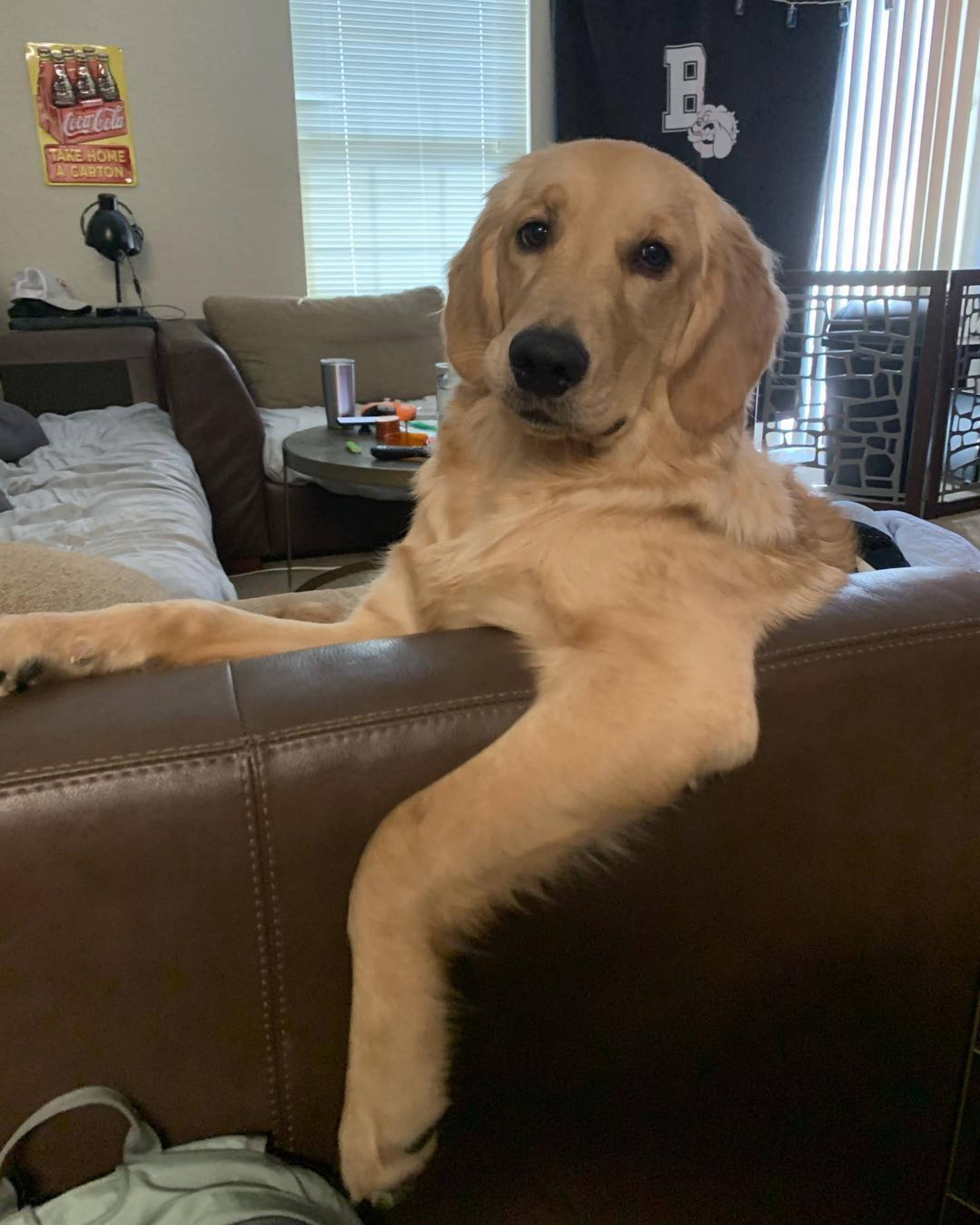golden retriever sitting over couch looking over