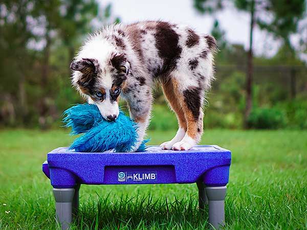 A red merle australian shephered standing on top of a Blue-9 Klimb product