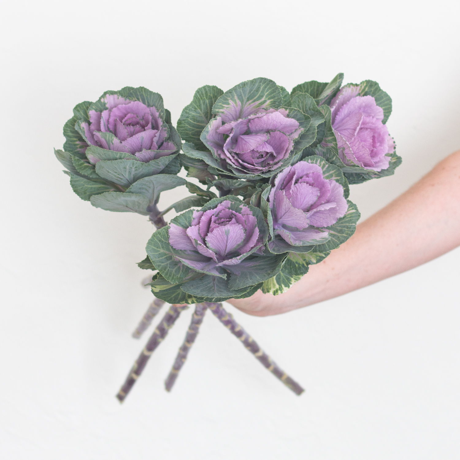 purple kale