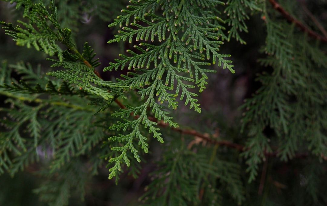 green pine tree