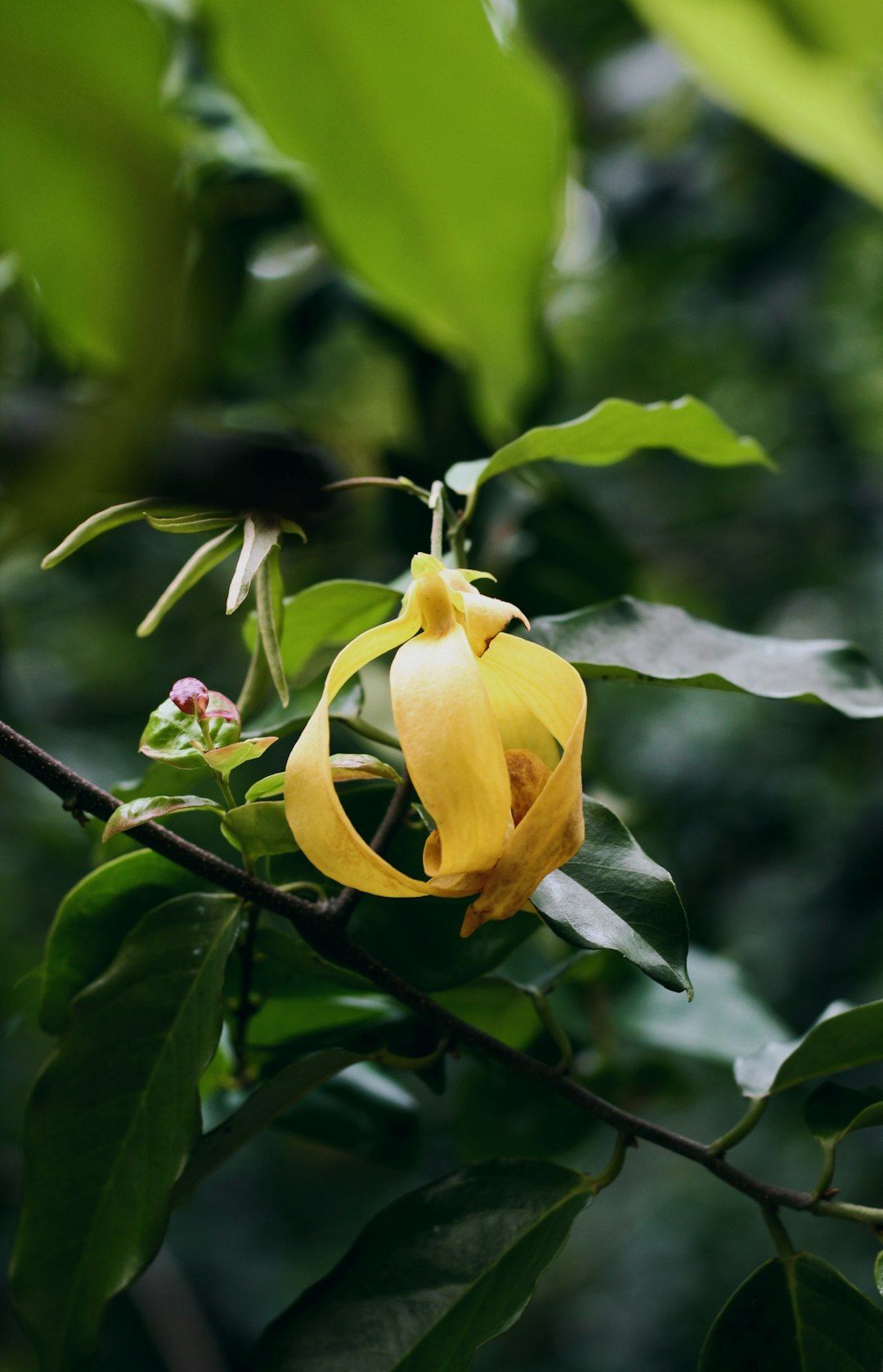 a close up of a yellow flower on a tree