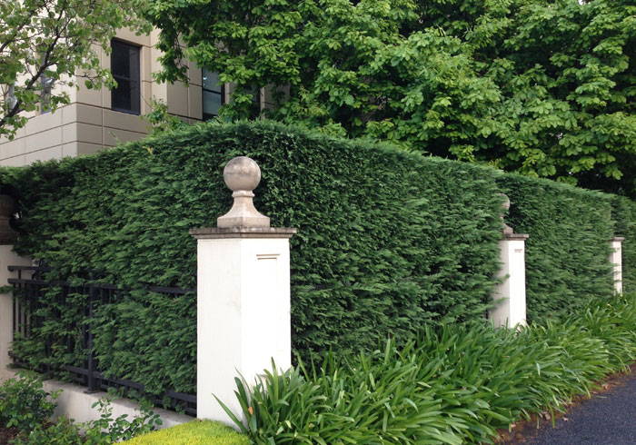 Image of Leyland cypress tall hedge for privacy