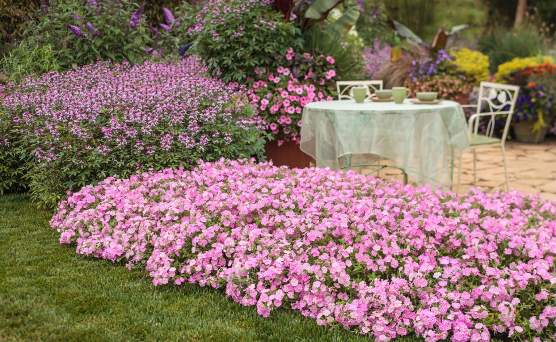 Pink Proven Winners Annuals planted in backyard surrounding a white table and chairs
