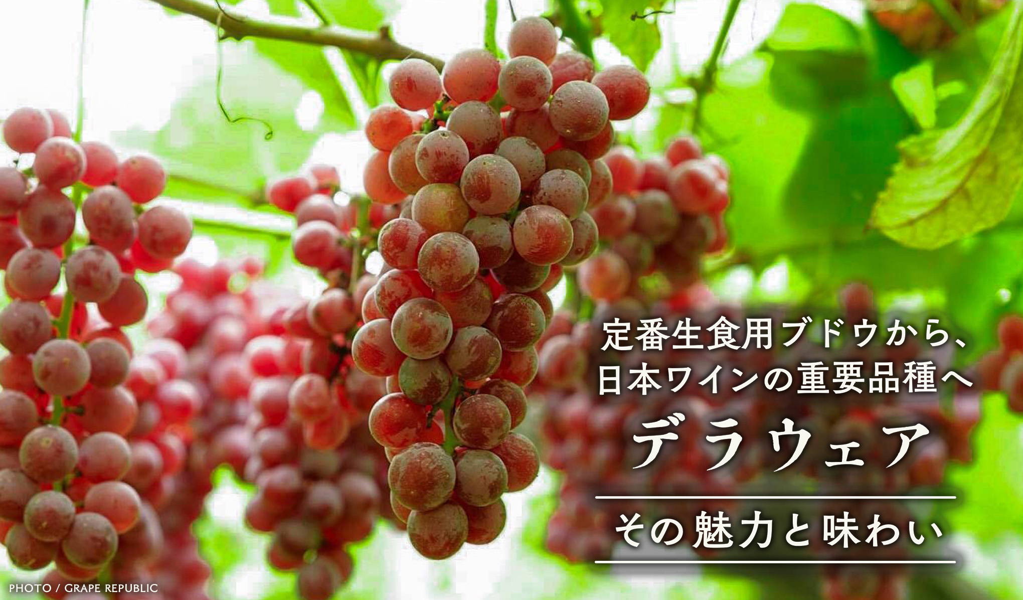 － その魅力と味わい － 定番生食用ブドウから、日本ワインの重要品種へ。デラウェア