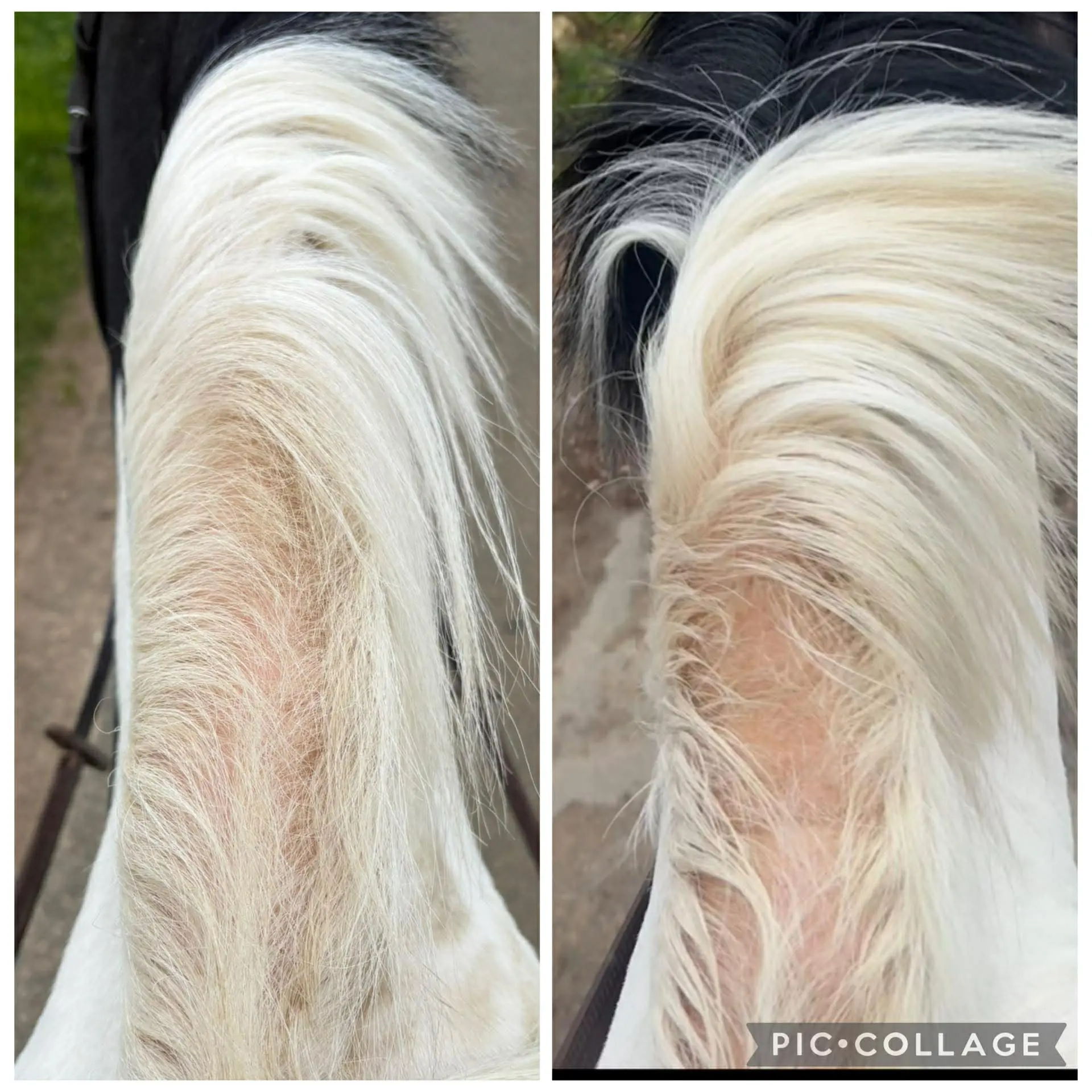 Comparison of a horse's mane growth