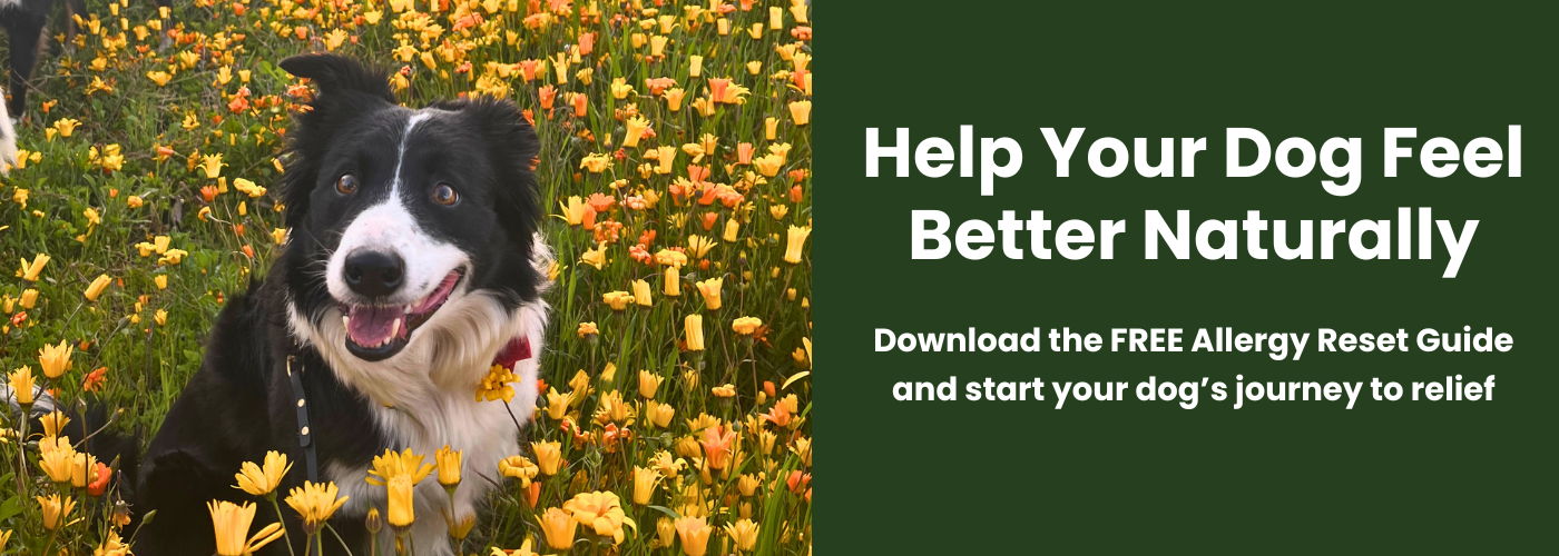 Ellen the dog in the garden with text banner for promoting the free allergy reset guide ebook