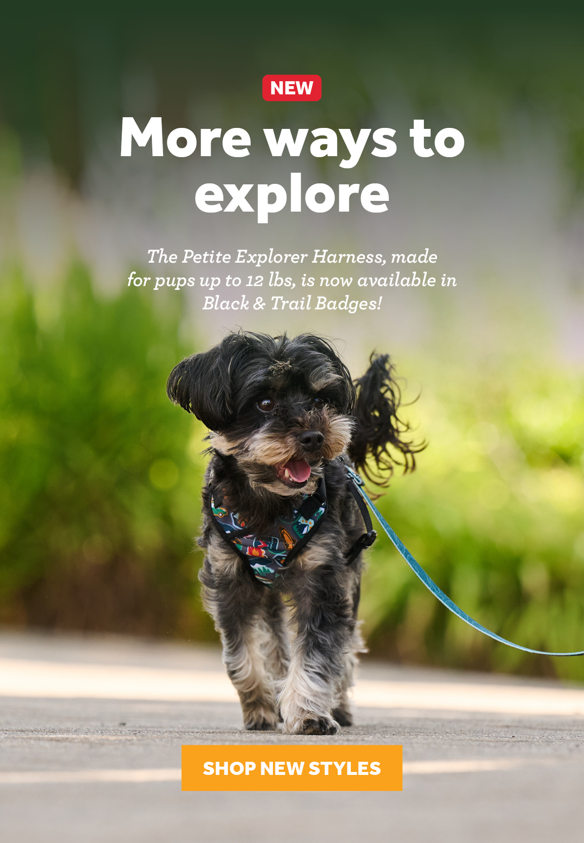 Dog wearing a harness, promoting pet exploration and new styles.
