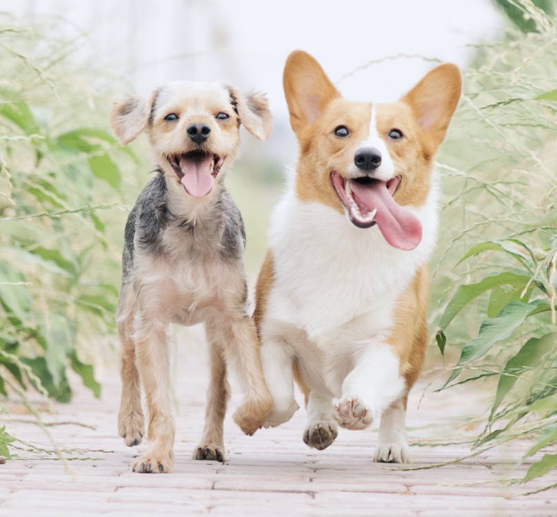 Chien Aurele