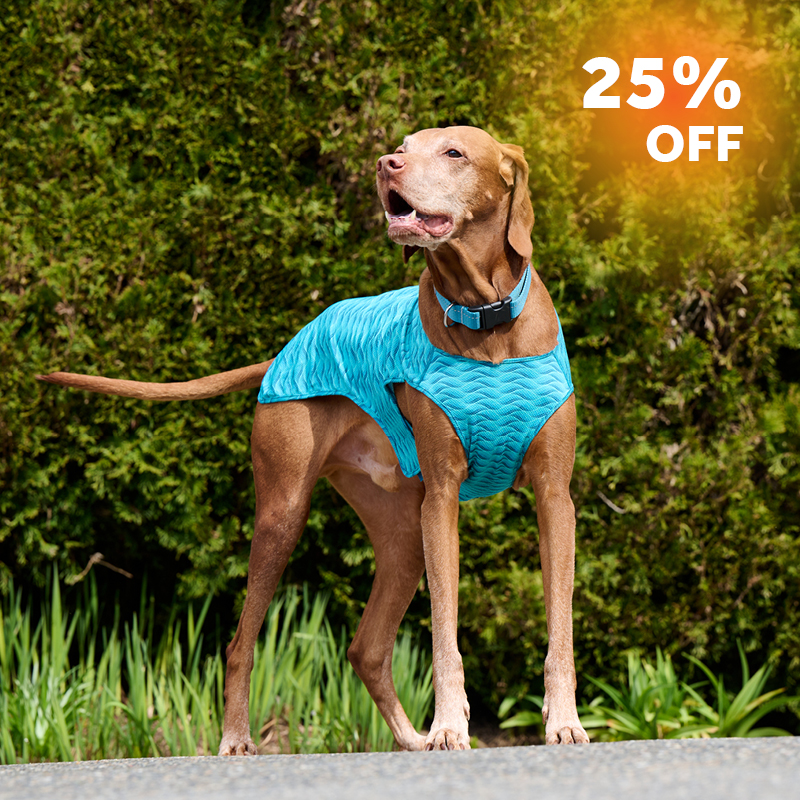 Blue Zephyr cooling vest with a 25% off promotion.