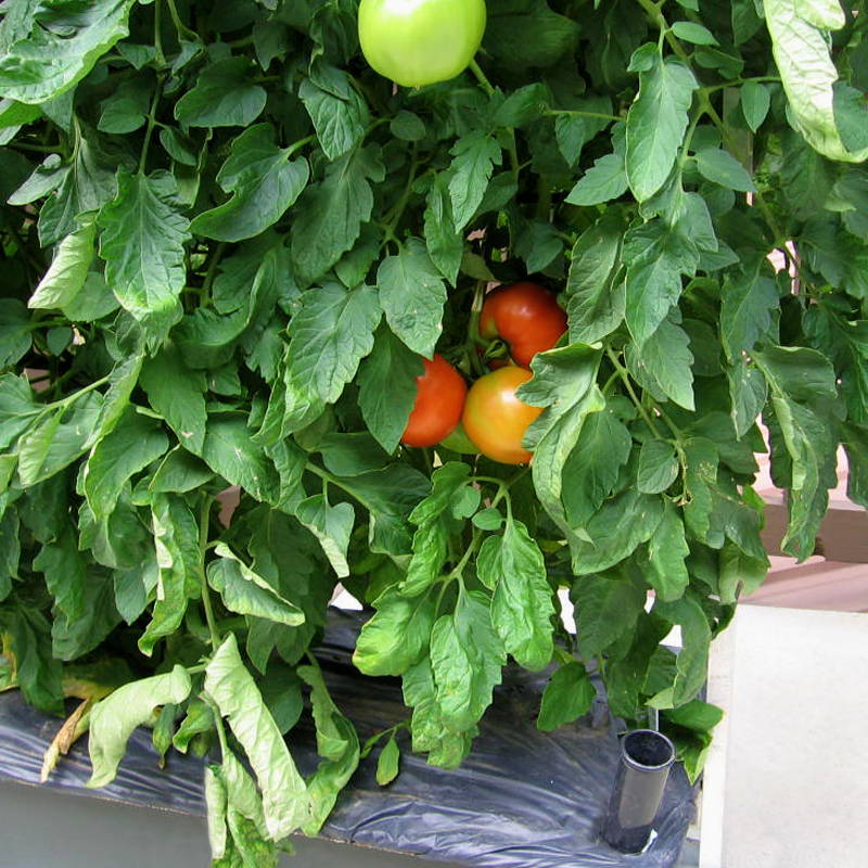 An EarthBox growing tomatoes