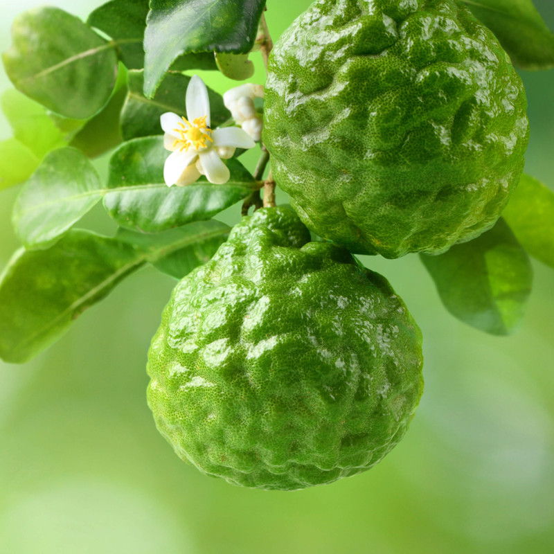Two green bergamot fruits hanging on a tree branch with leaves and a flower.