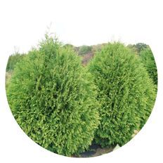 Photo of Cheer Drops® Arborvitae