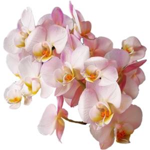 A cluster of light pink and yellow orchids