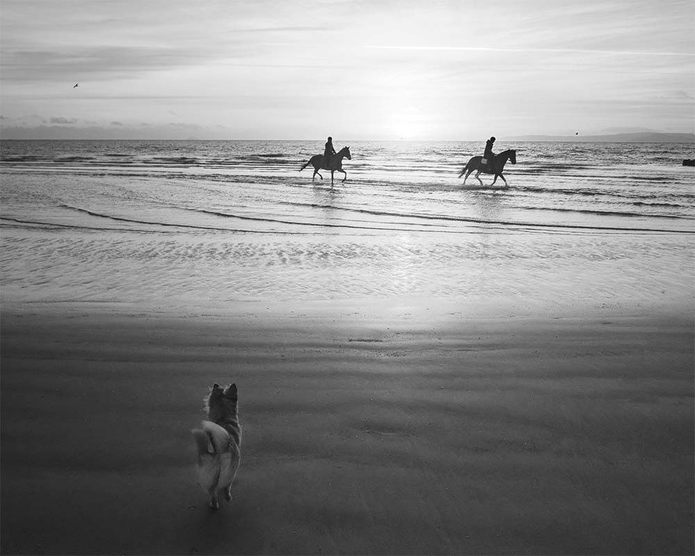 Dog walking on beach with horseback riders on shore